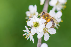 Spring, cherry blossom with honeybee Spring, cherry blossom with honeybee